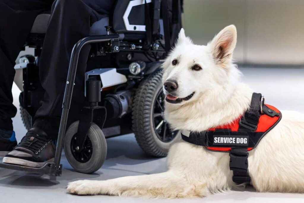 Service Animals