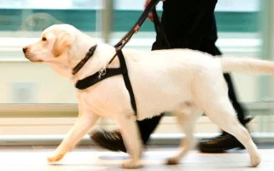 Can FSA Benefits be Spent on Service Animals?